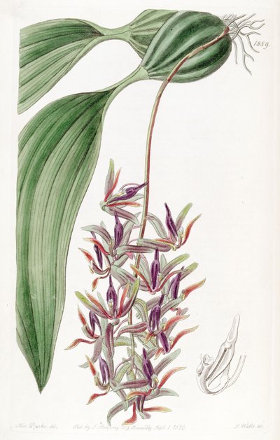 Cirrhaea dependens by Miss Drake
